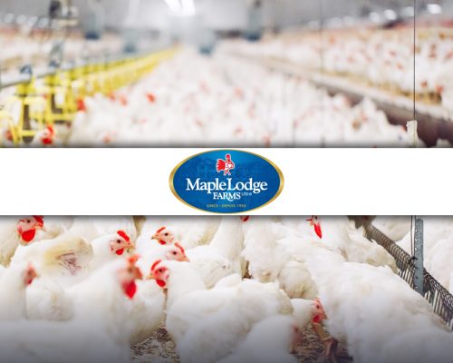 Lascom's PLM solution at Maple Lodge Farms